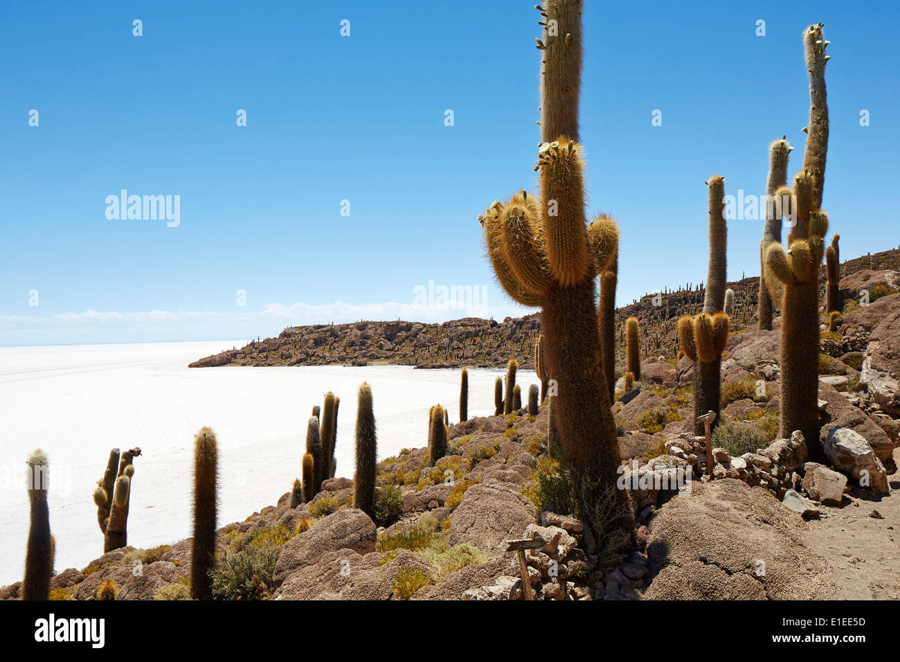 Avec l'île de Incahuasi cactus Salar de Uyuni en Bolivie Banque D'Images