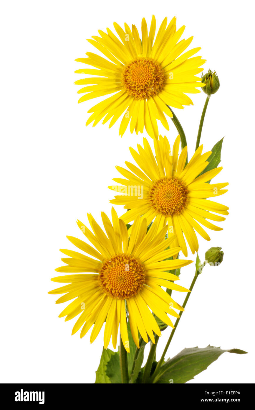 Trois fleurs jaune isolé sur fond blanc Banque D'Images