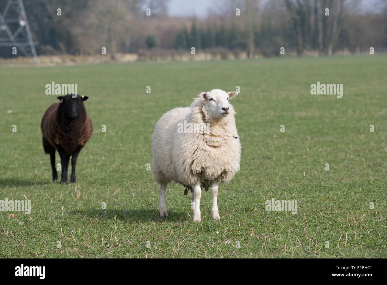 Black & White sheep in a field Banque D'Images