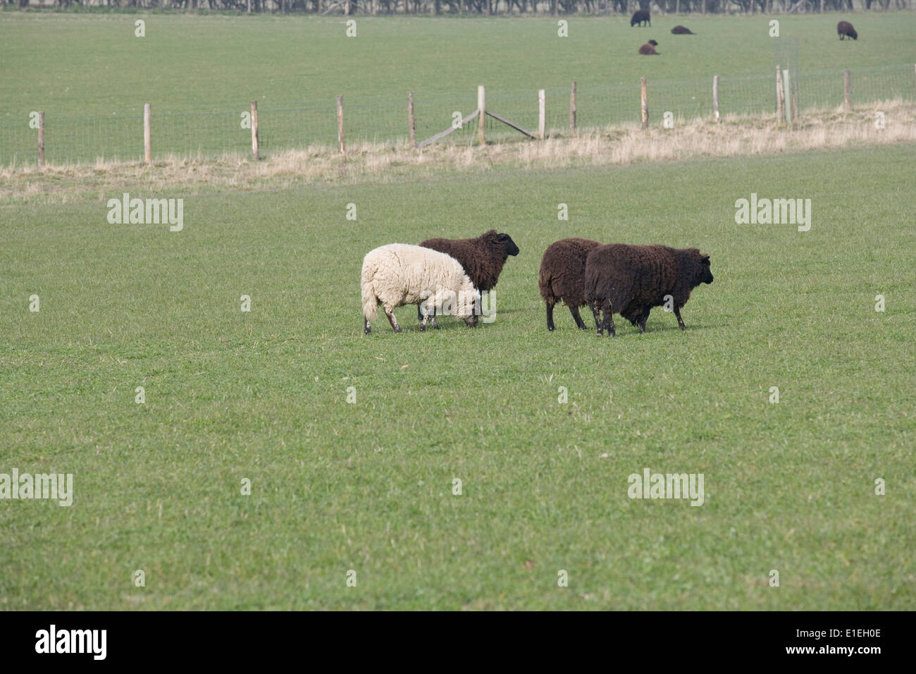 Black & White sheep in a field Banque D'Images