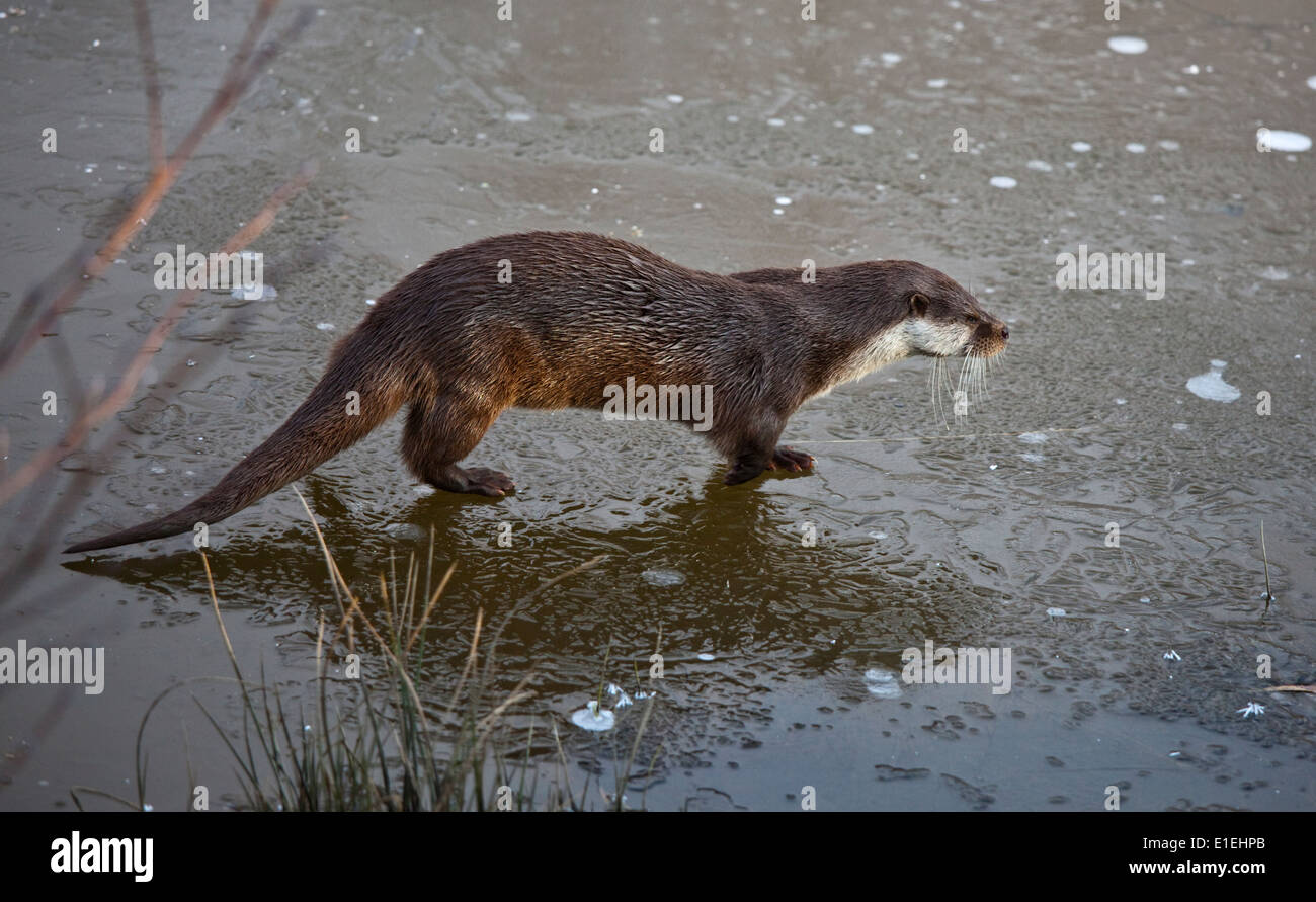 Eurasian loutre (Lutra lutra) assis sur étang gelé, UK Banque D'Images