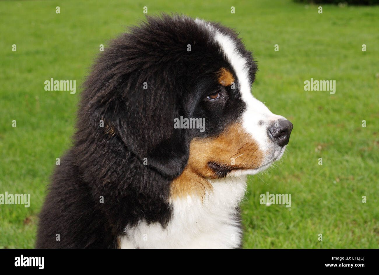 Berner Sennenhund Portrait Banque D'Images