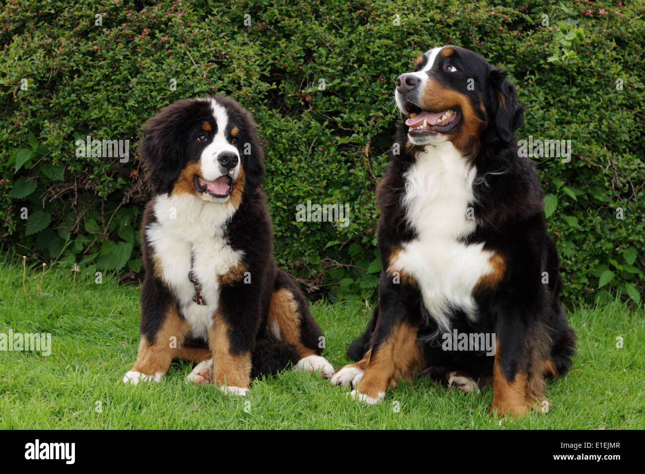 Berner Sennenhund Welpe und adulte Sennenhund sitzten nebeneinander im Garten Banque D'Images