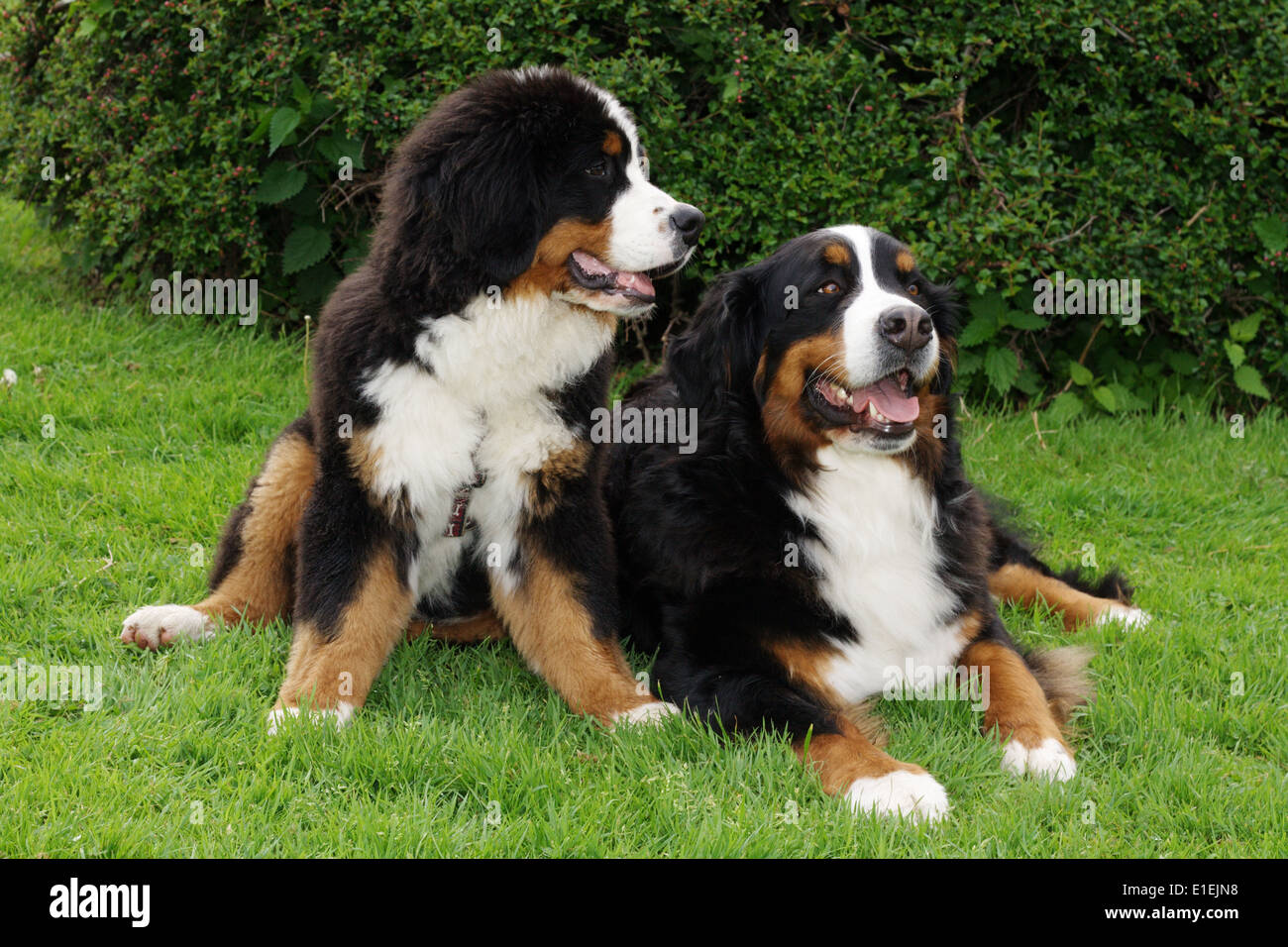 Berner Sennenhund Welpe Rüde Berner Sennenhund sitzt neben liegenden Banque D'Images