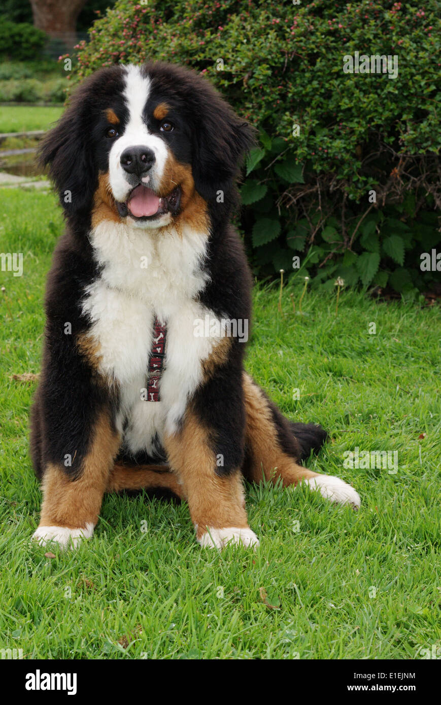 Berner Sennenhund Welpe sitzt auf der Wiese Banque D'Images