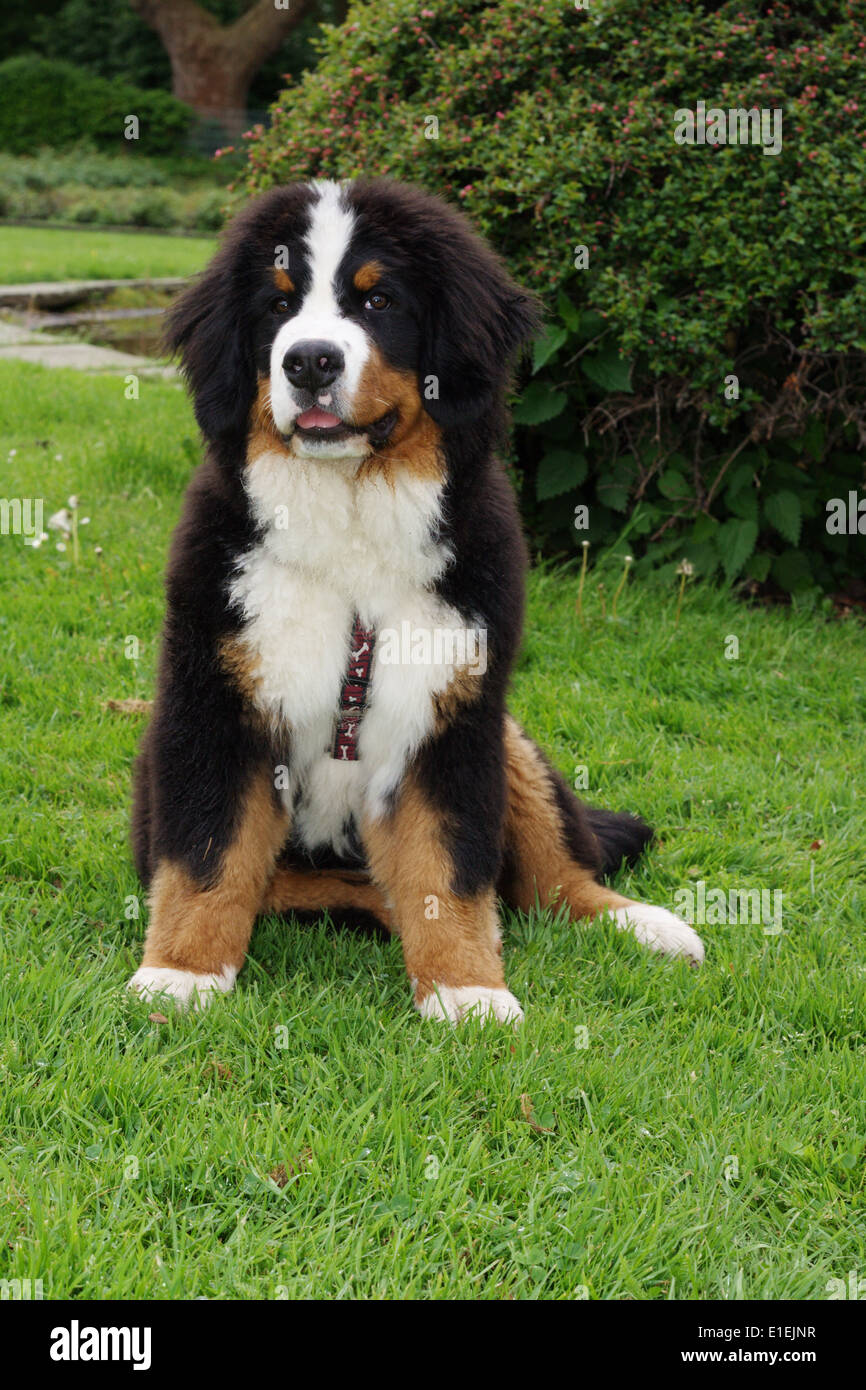 Berner Sennenhund Welpe sitzt auf der Wiese Banque D'Images