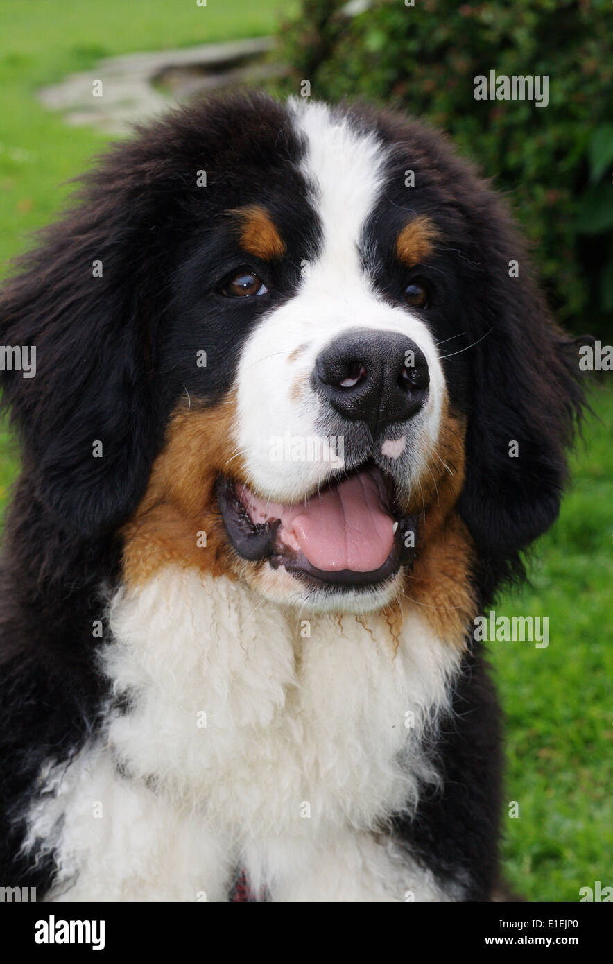 Berner Sennenhund Portrait Banque D'Images