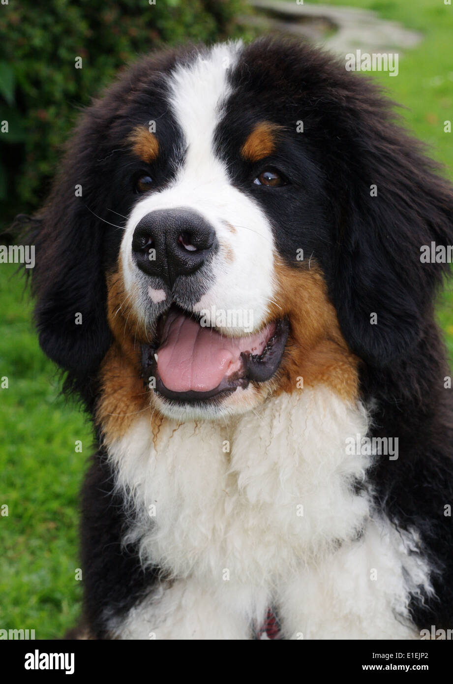 Berner Sennenhund Portrait Banque D'Images