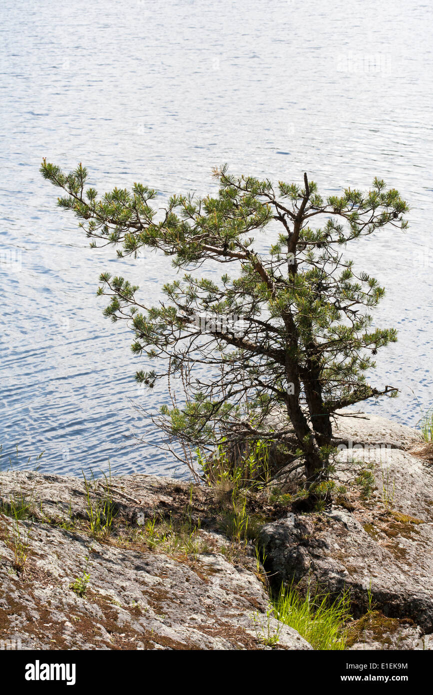 Croissance du pin sur falaise Finlande Europe Banque D'Images