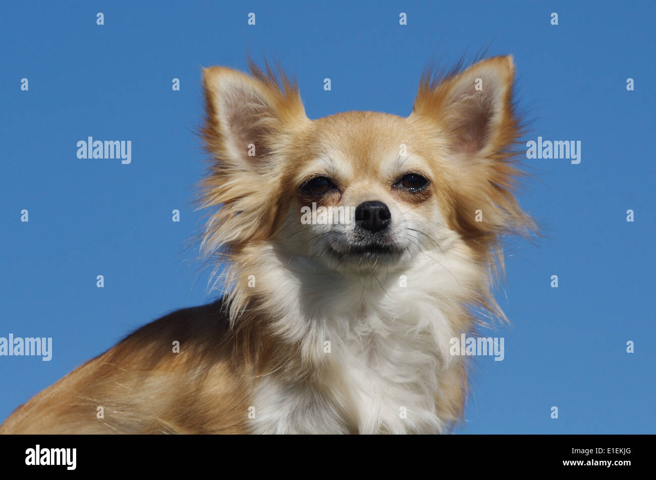Chihuahua Langhaar Portrait am blauen Himmel Banque D'Images