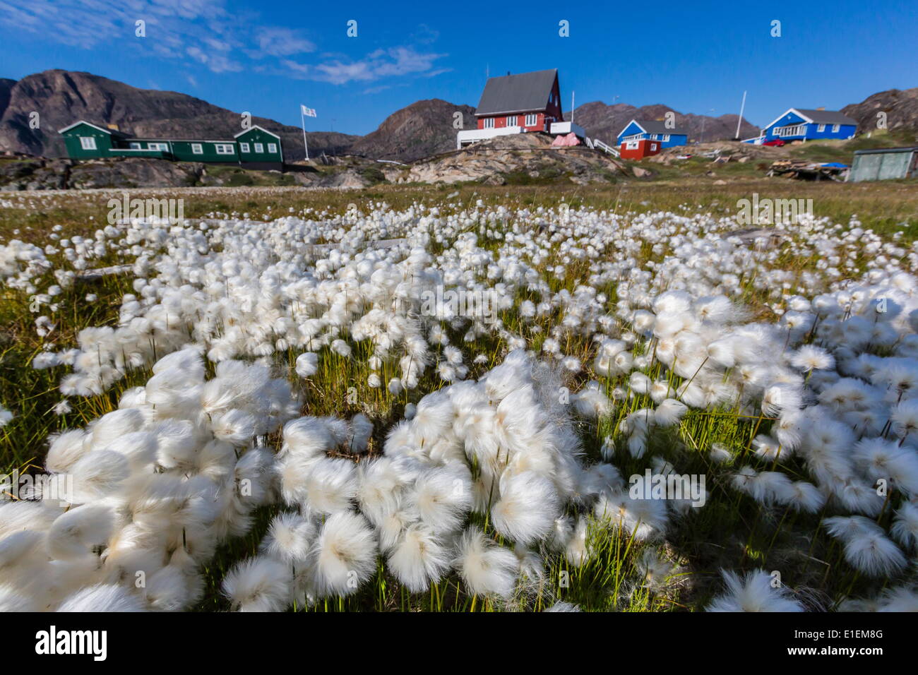 Coton de l'Arctique (Eriophorum scheuchzeri) floraison à Sisimiut, Groenland, régions polaires Banque D'Images