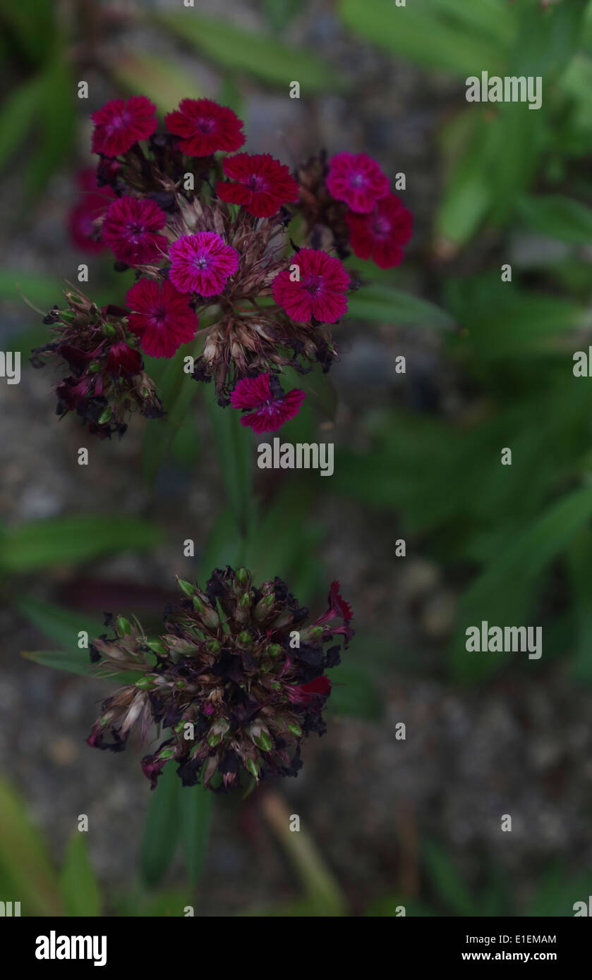 Withering rose de chine Banque D'Images