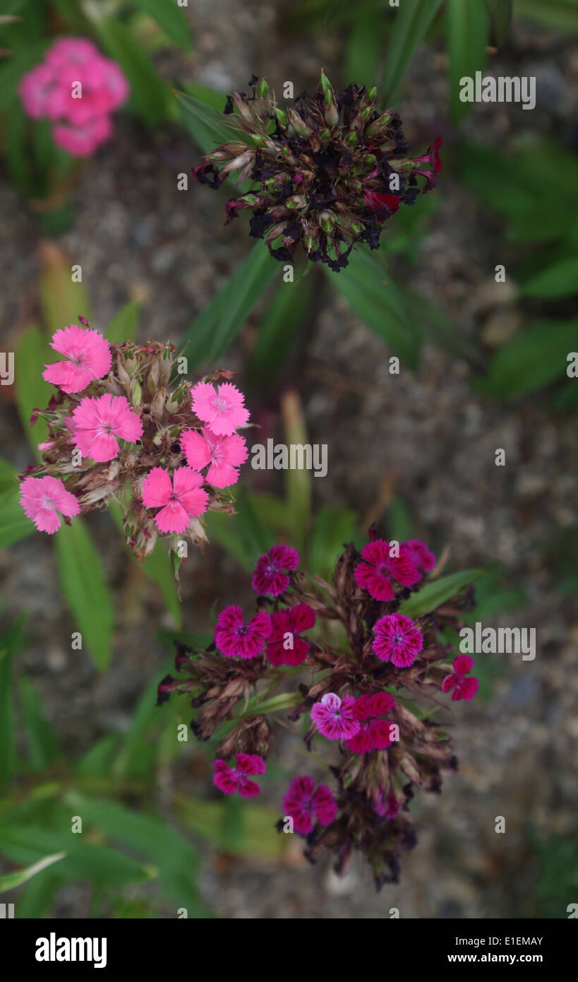 Withering rose de chine Banque D'Images