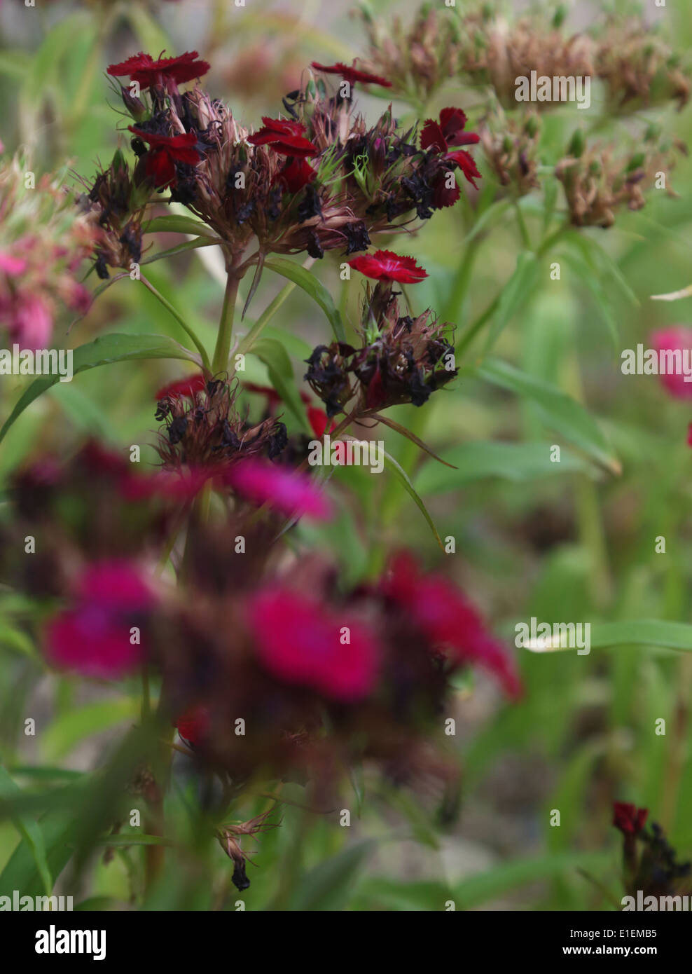 Withering rose de chine Banque D'Images