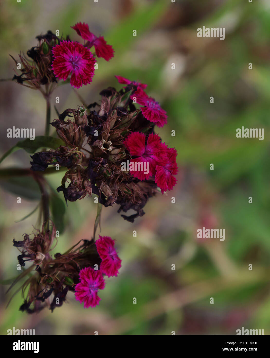 Withering rose de chine Banque D'Images