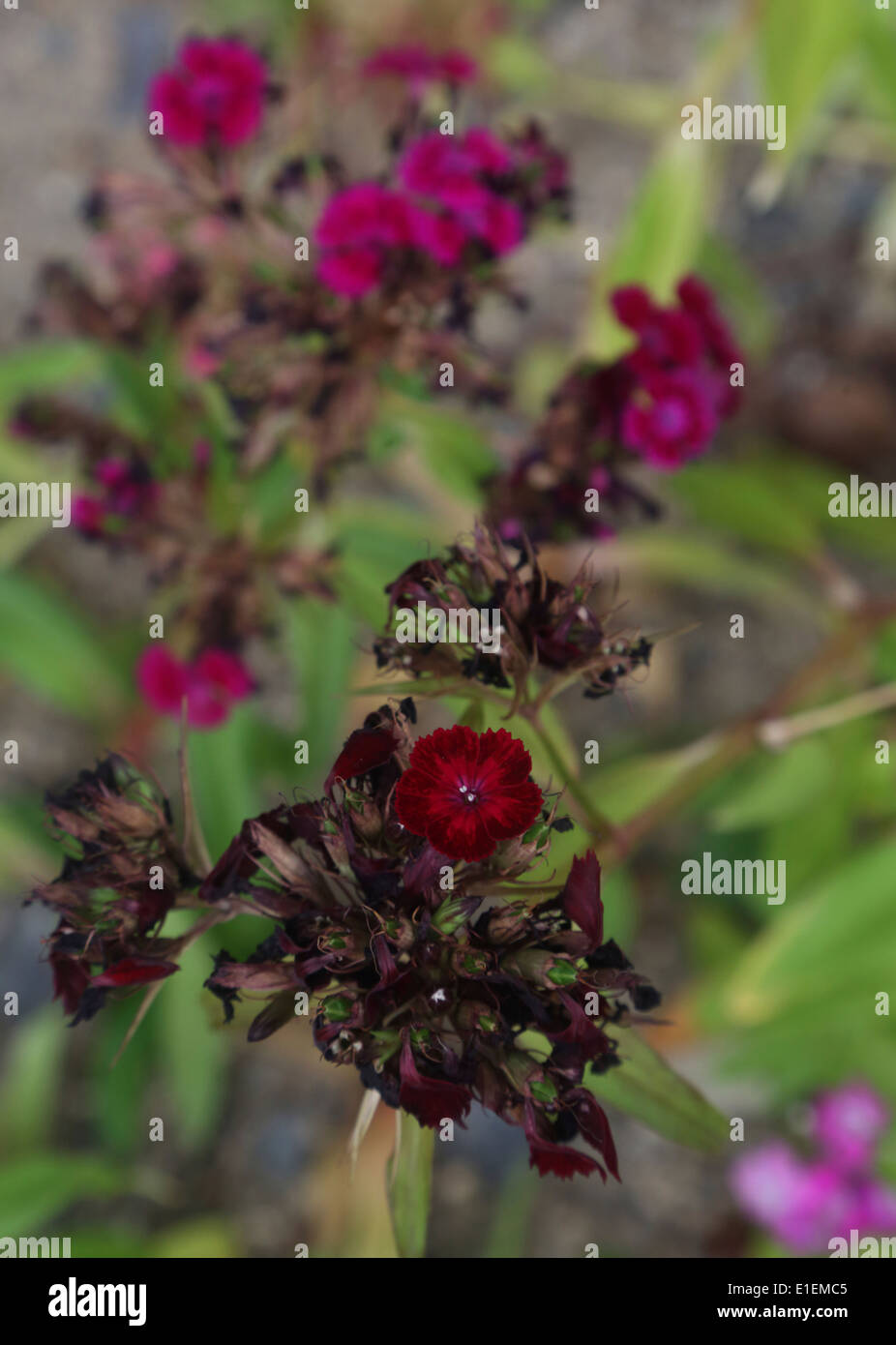 Withering rose de chine Banque D'Images