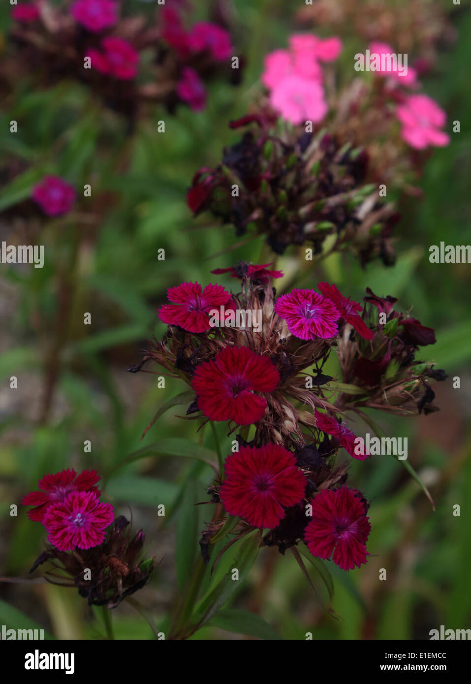 Withering rose de chine Banque D'Images