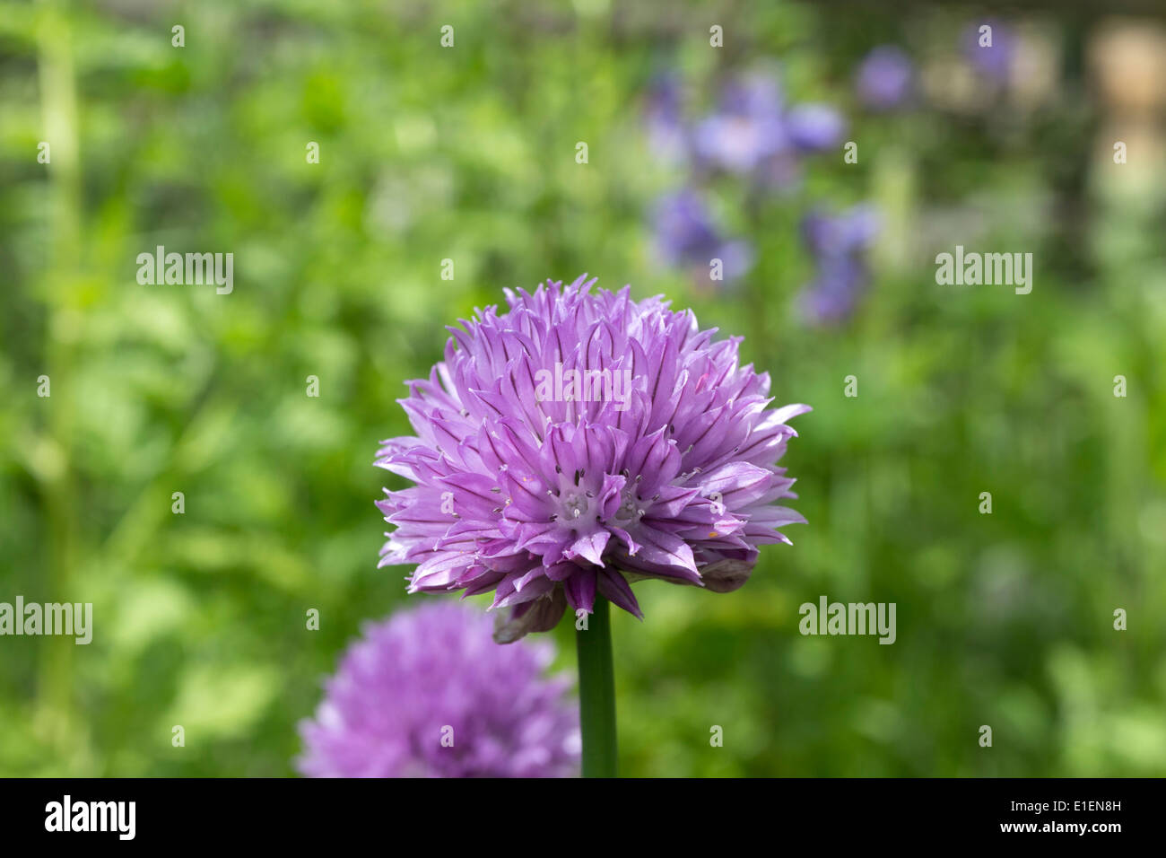 La ciboulette Allium schoenoprasum Fleurs UK Banque D'Images