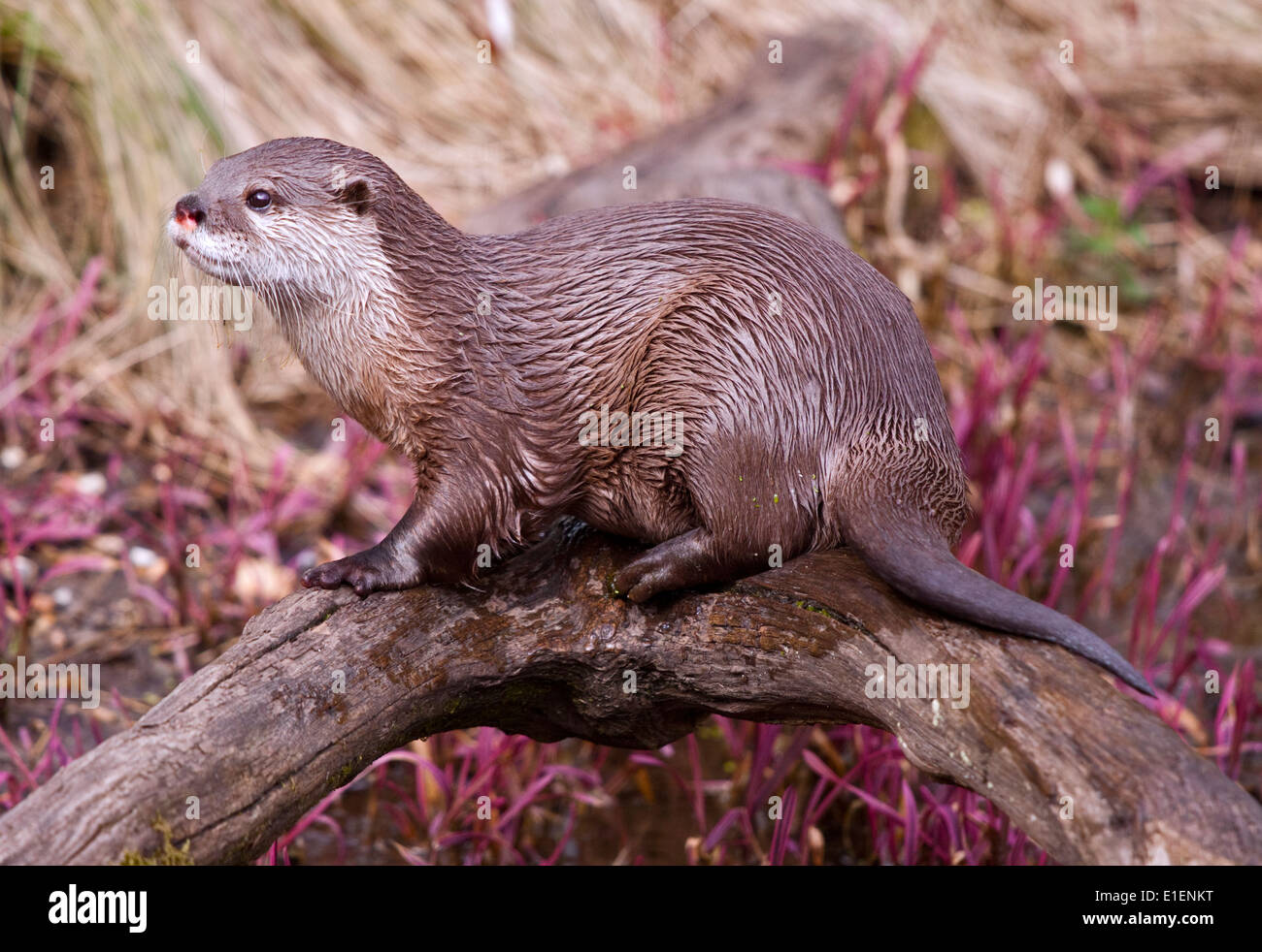 Petite asiatique griffé Otter (aonyx cinerea) Banque D'Images