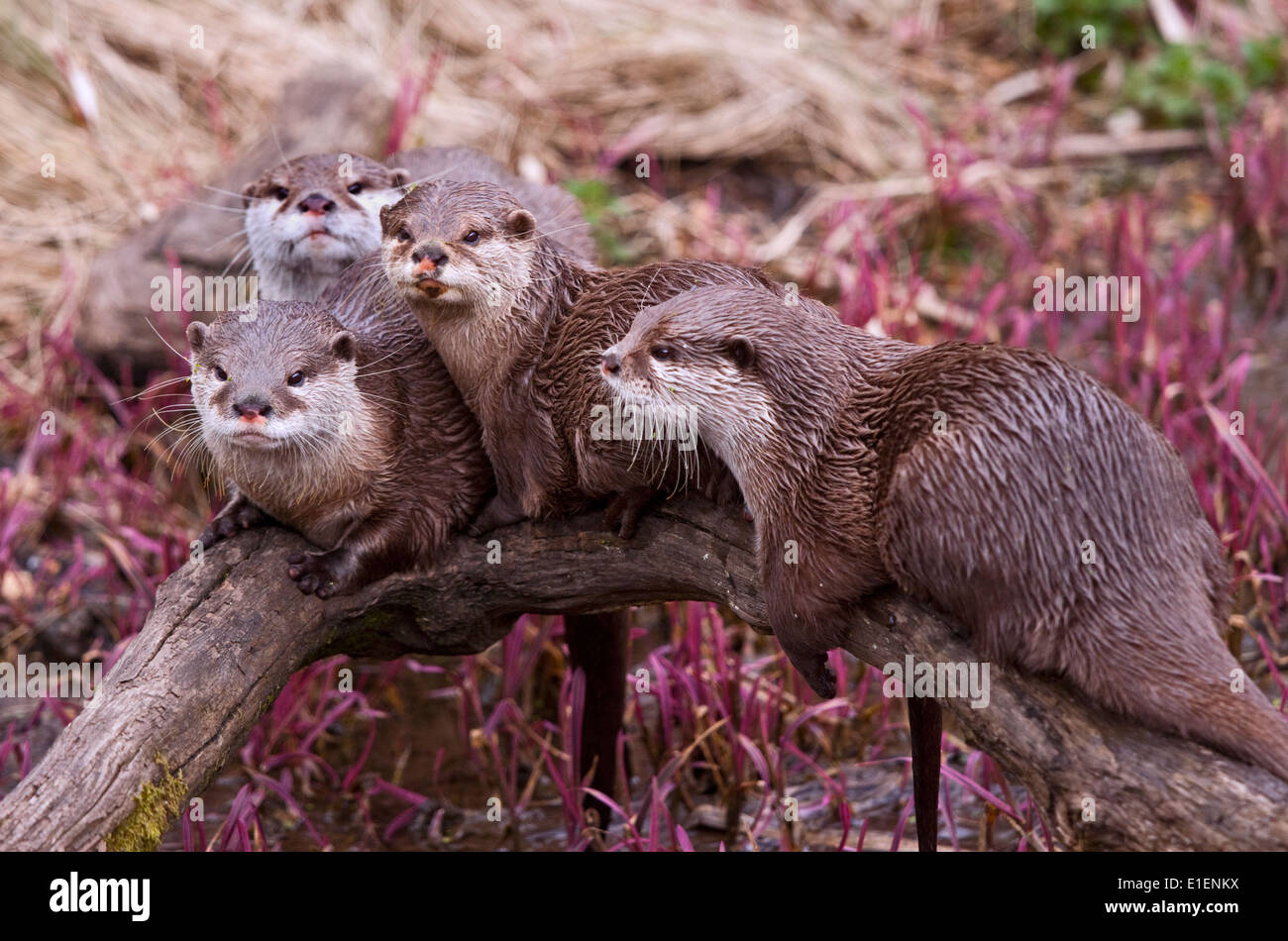 Groupe de Loutres Cendrées Asiatiques (aonyx cinerea) Banque D'Images