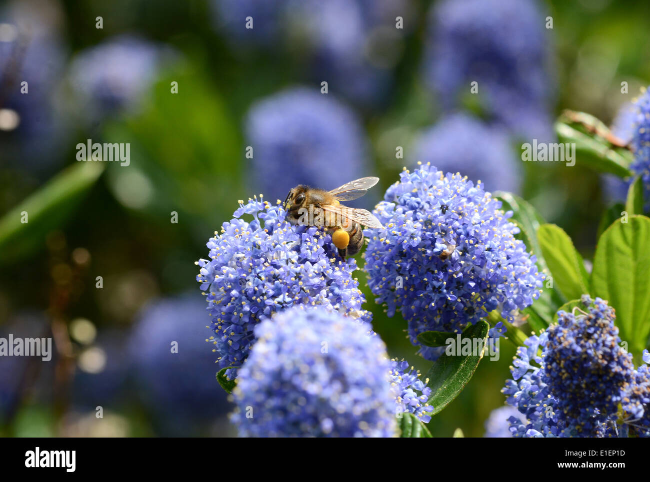 Macro d'une abeille avec un corbiculae ceanothus bleu sur une fleur Banque D'Images