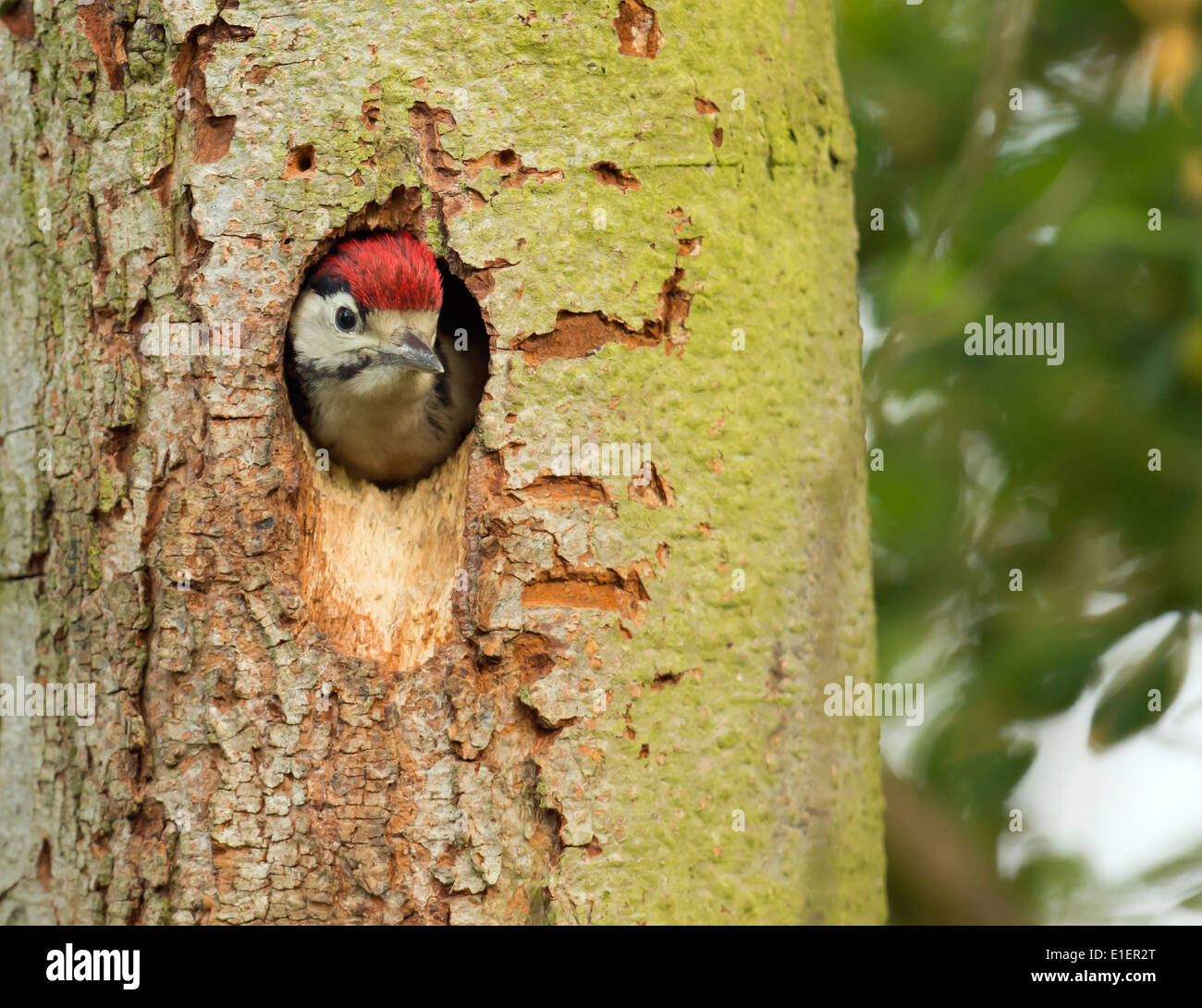 Pic mineur Dendrocopos major plumer le courage à l'envol Banque D'Images