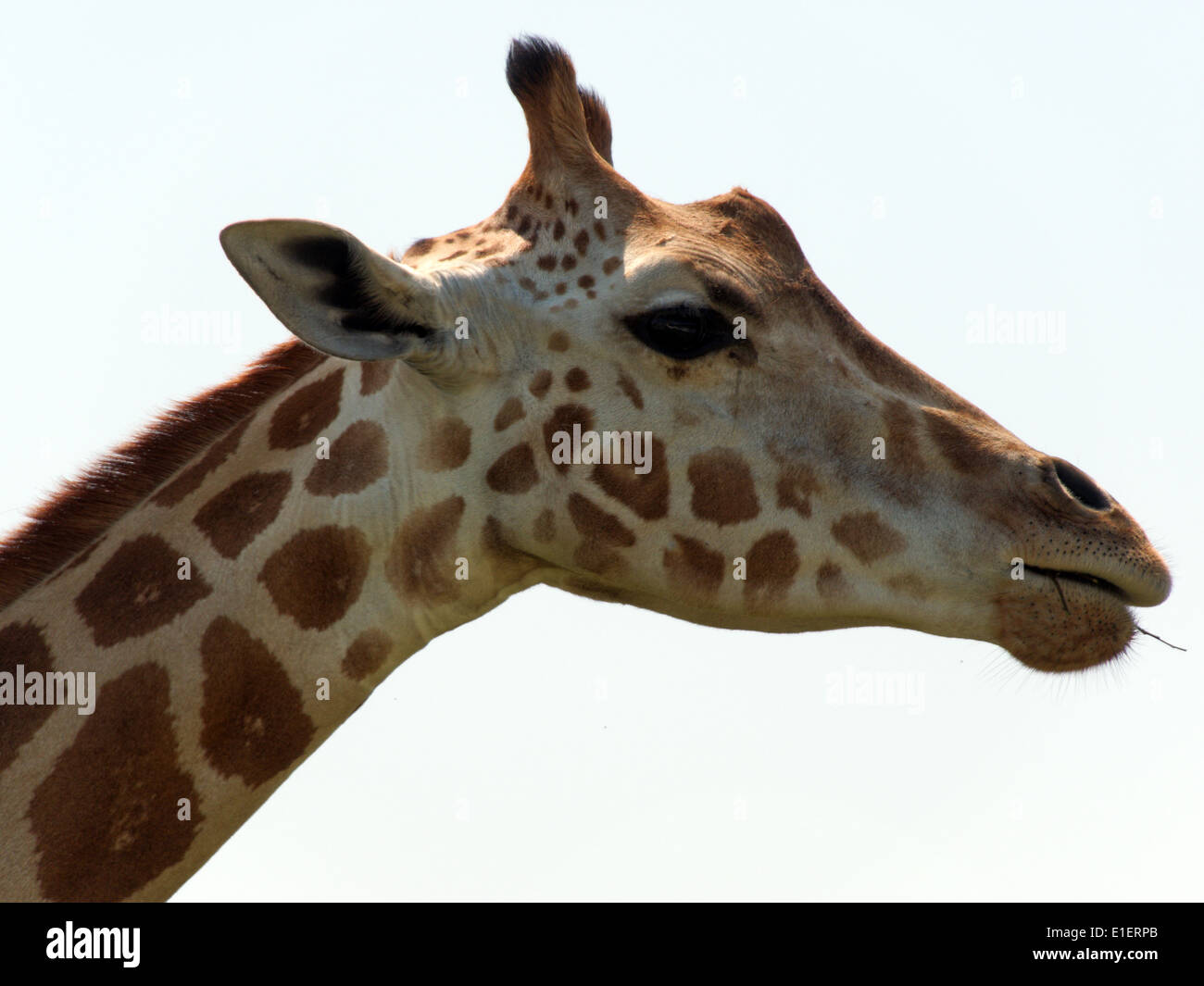 Libre de girafe avec de la nourriture dans sa bouche en profil. Banque D'Images