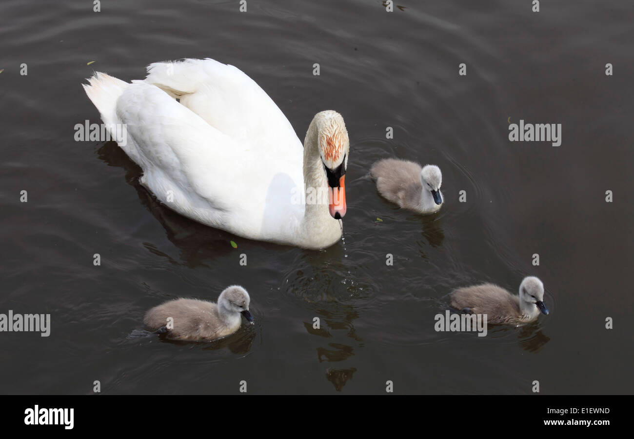 Royaume-uni, Pays de Galles, Cardiff, Bay, les zones humides, la Réserve, Swan, cygnets Banque D'Images