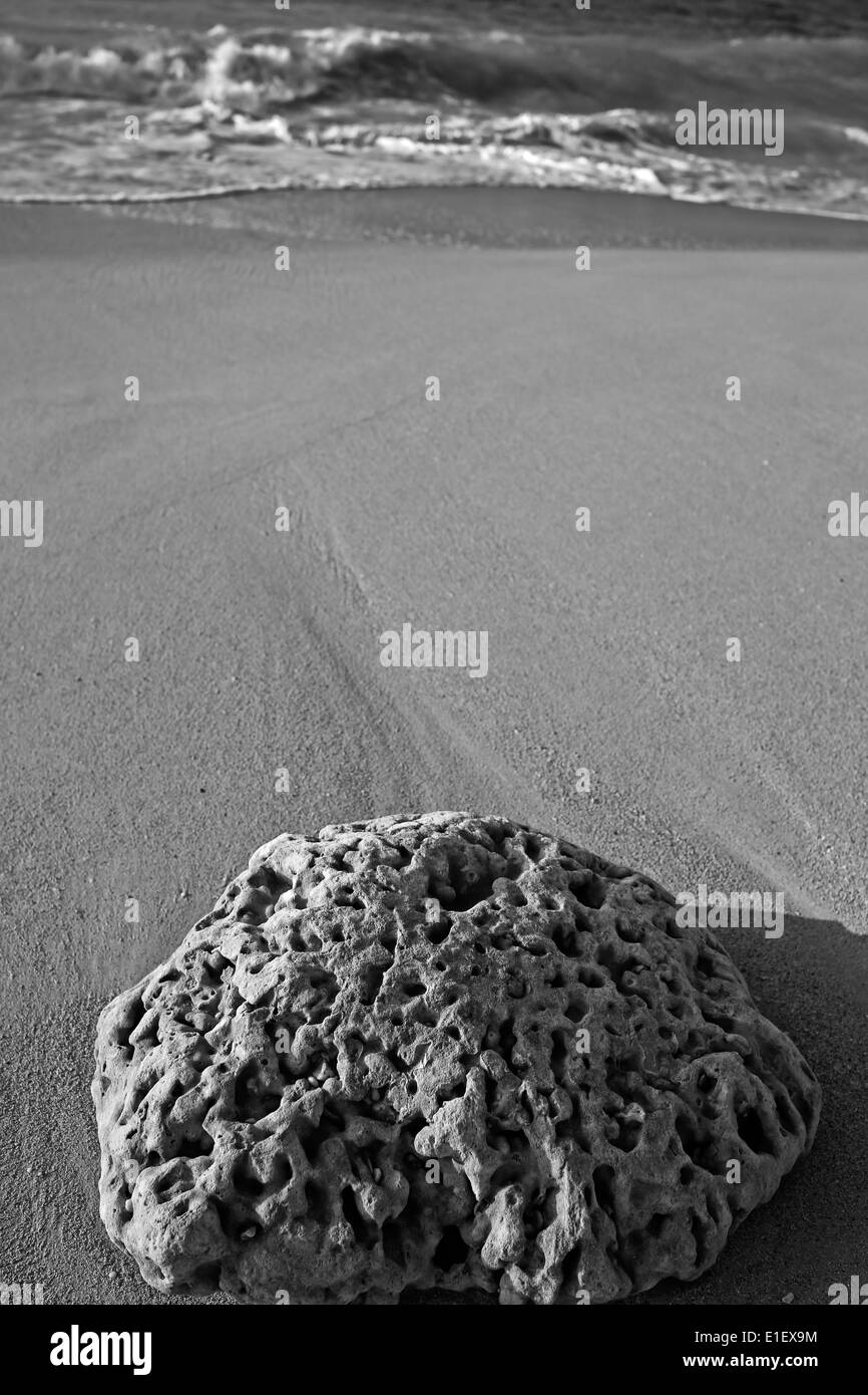 Corail cerveau échoué sur une plage sur l'île tropicale de Maui, Hawaii. Banque D'Images