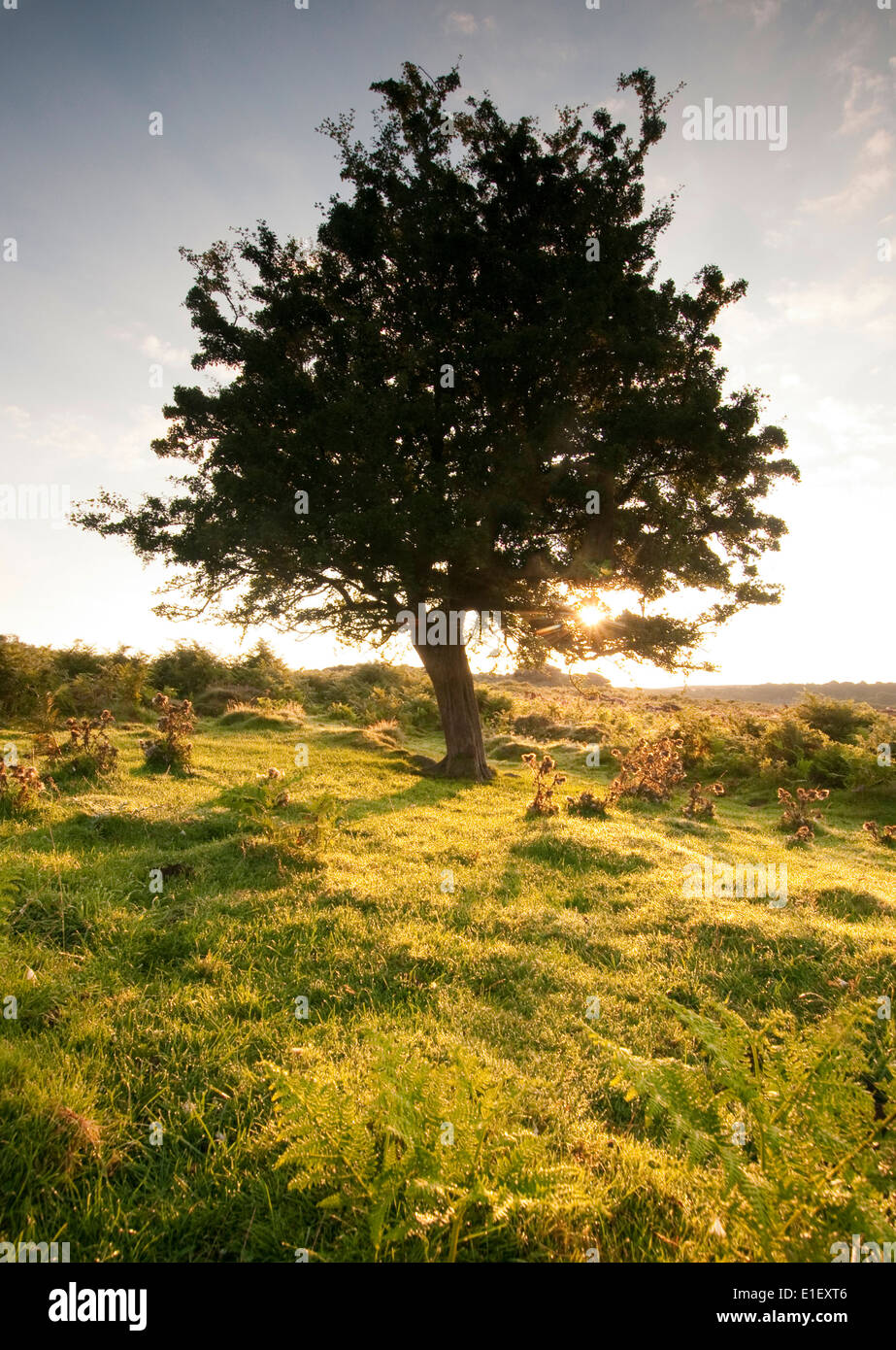 Un panier de Lone Tree in early morning light, près de Hathersage dans le Derbyshire Peak District England UK Banque D'Images