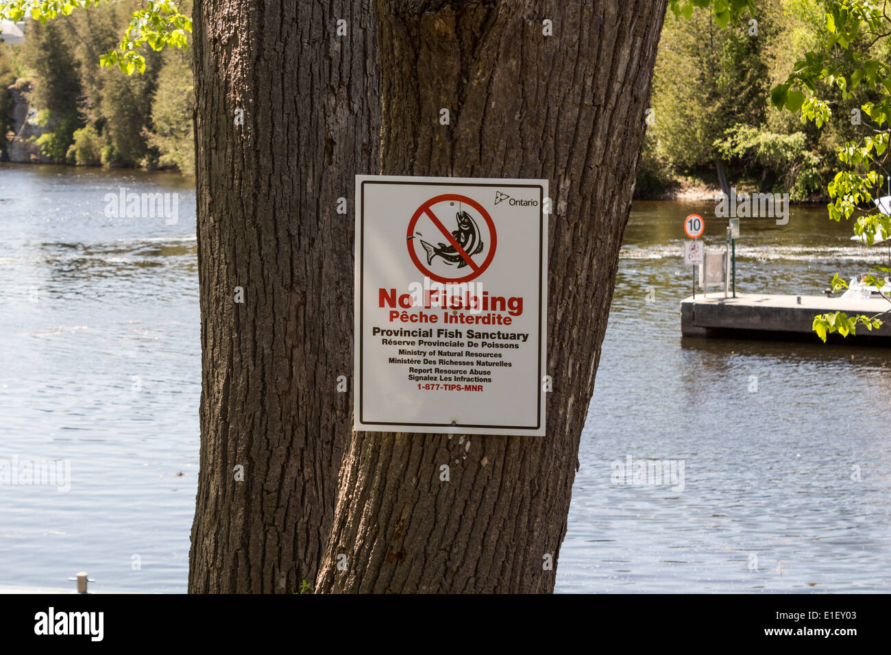 Aucun signe de pêche bilingues publiés sur arbre à Fenelon Falls Ontario Canada. Banque D'Images