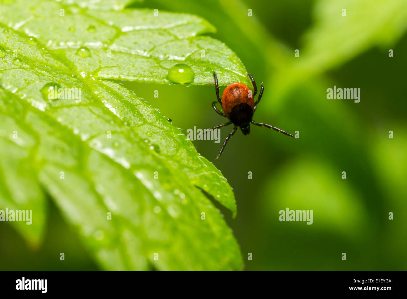 Le ricin tique (Ixodes ricinus) Banque D'Images