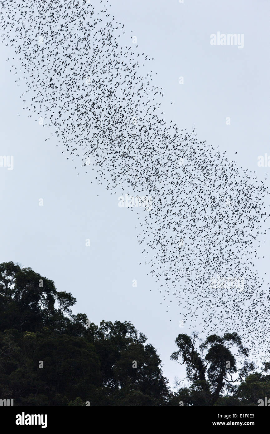 Vol de chauves-souris à queue libre lèvres rides Tadarida plicata, à partir de la deer cave, Mulu, Malaisie Banque D'Images