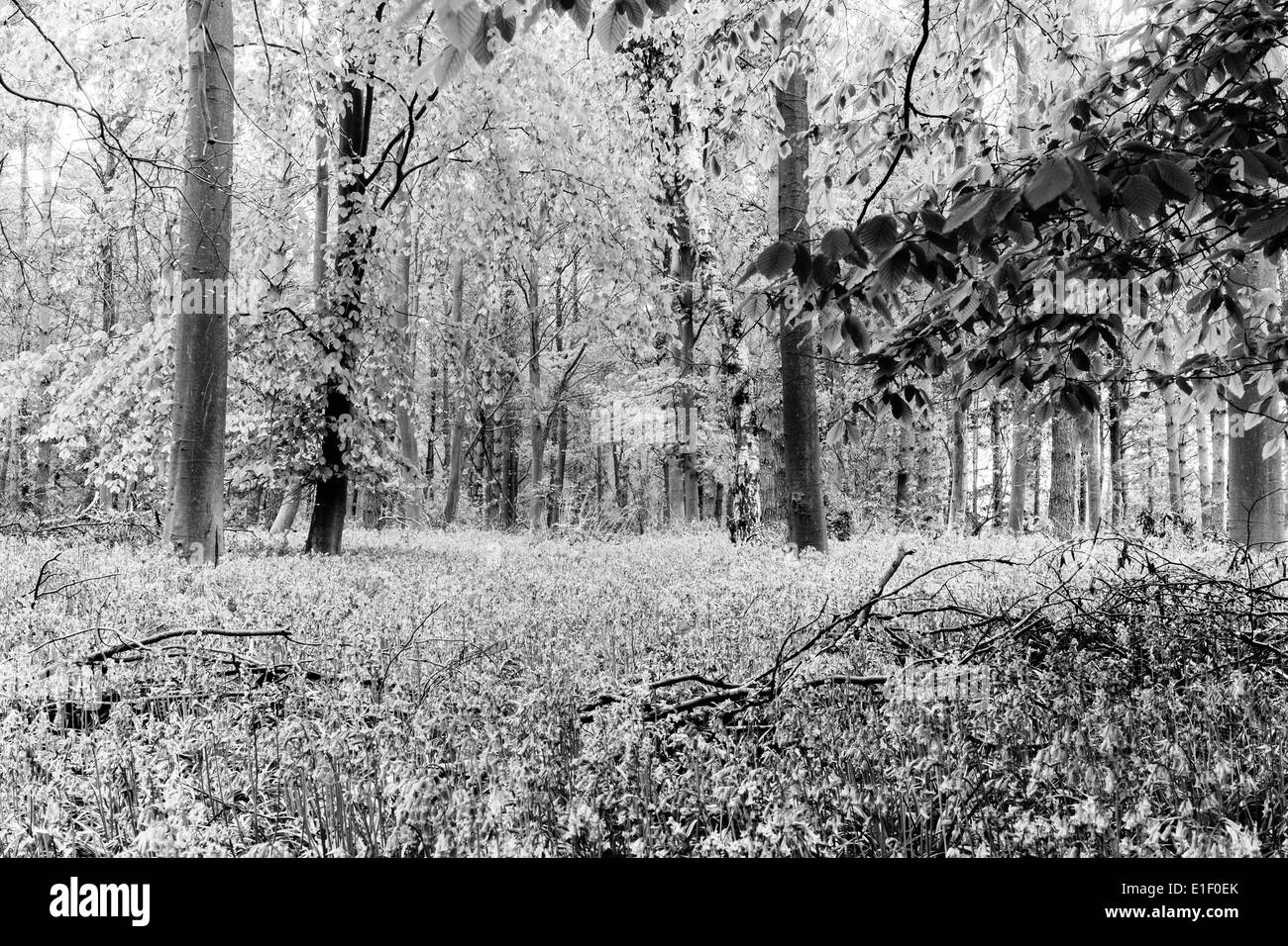 Bluebell wood en noir et blanc Banque D'Images