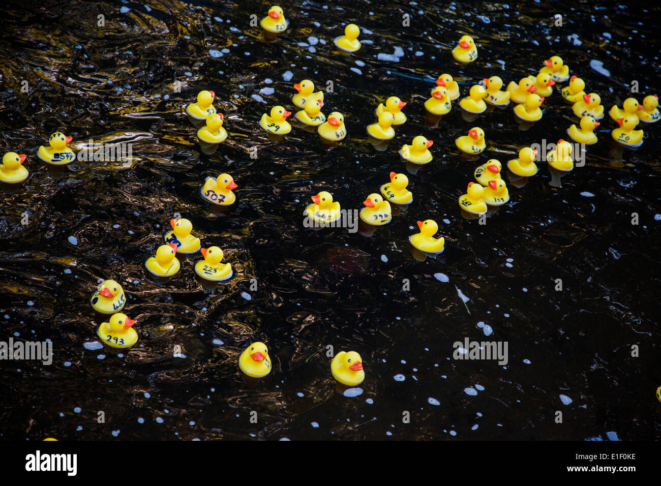 La course de canards en caoutchouc d'un organisme de bienfaisance Banque D'Images