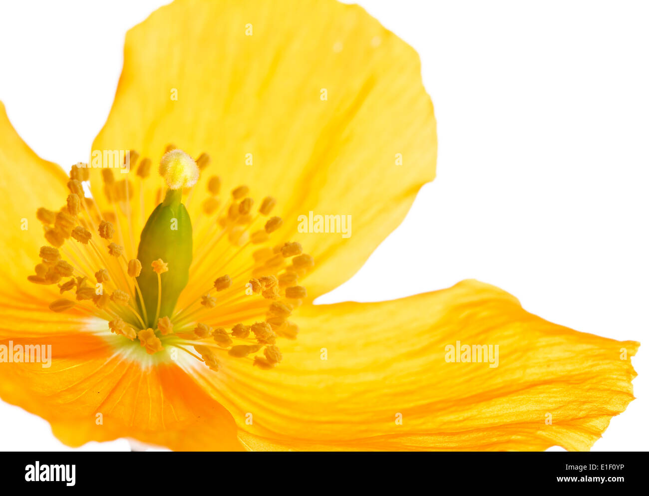 Jaune ou Welsh Poppy "econopsis cambrica' sur un fond blanc Banque D'Images