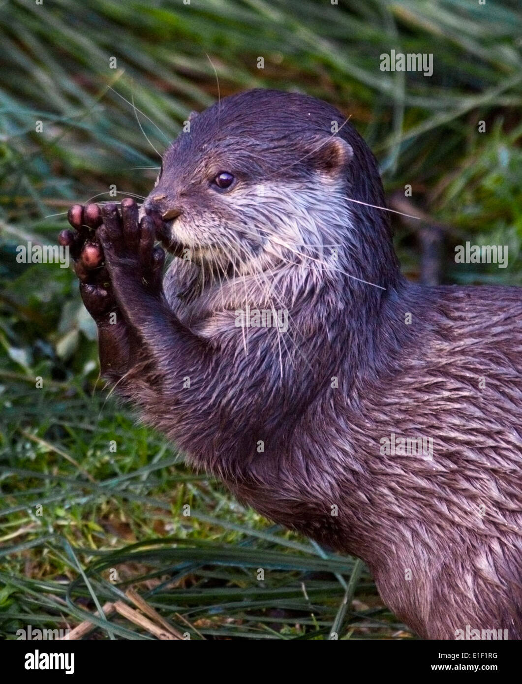 Petite asiatique griffé Otter (aonyx cinerea) Banque D'Images