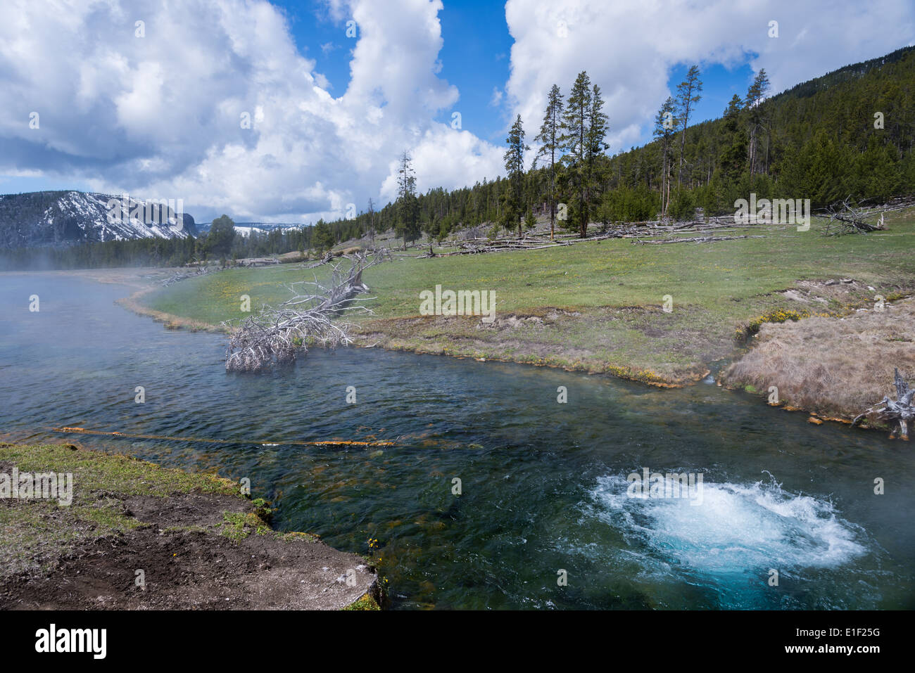 Hot spring rss dans une rivière. Le Parc National de Yellowstone, Wyoming, USA. Banque D'Images