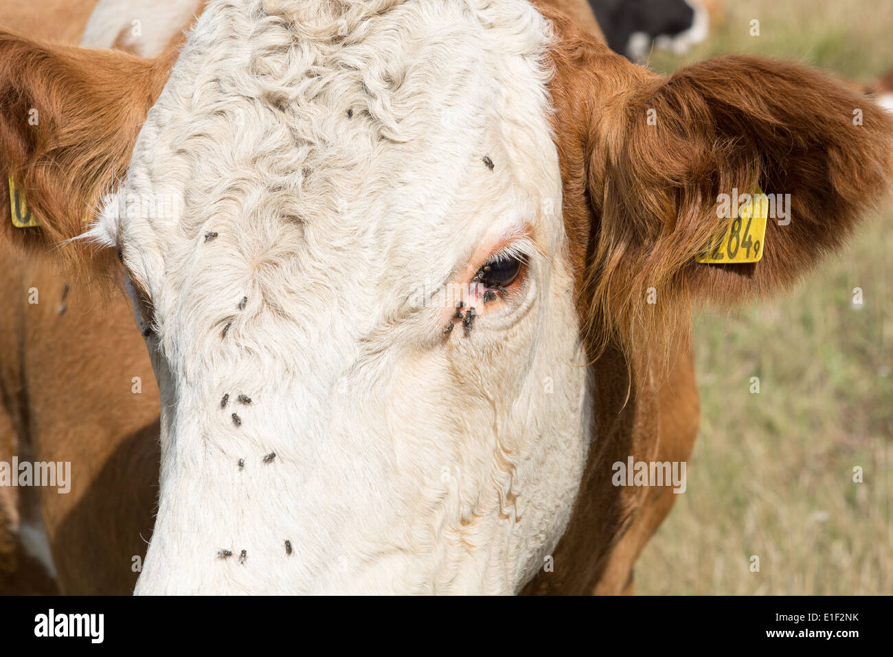 Vole sur la tête et les yeux d'une vache brune et blanche en été avec les marques auriculaires Banque D'Images