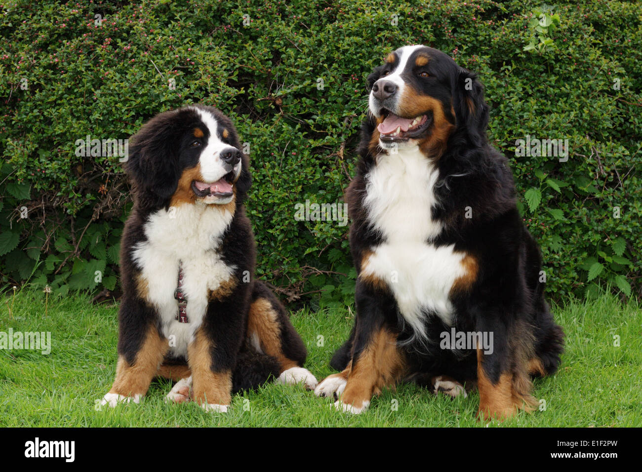 Berner Sennenhund Welpe und adulte Sennenhund sitzten nebeneinander im Garten Banque D'Images
