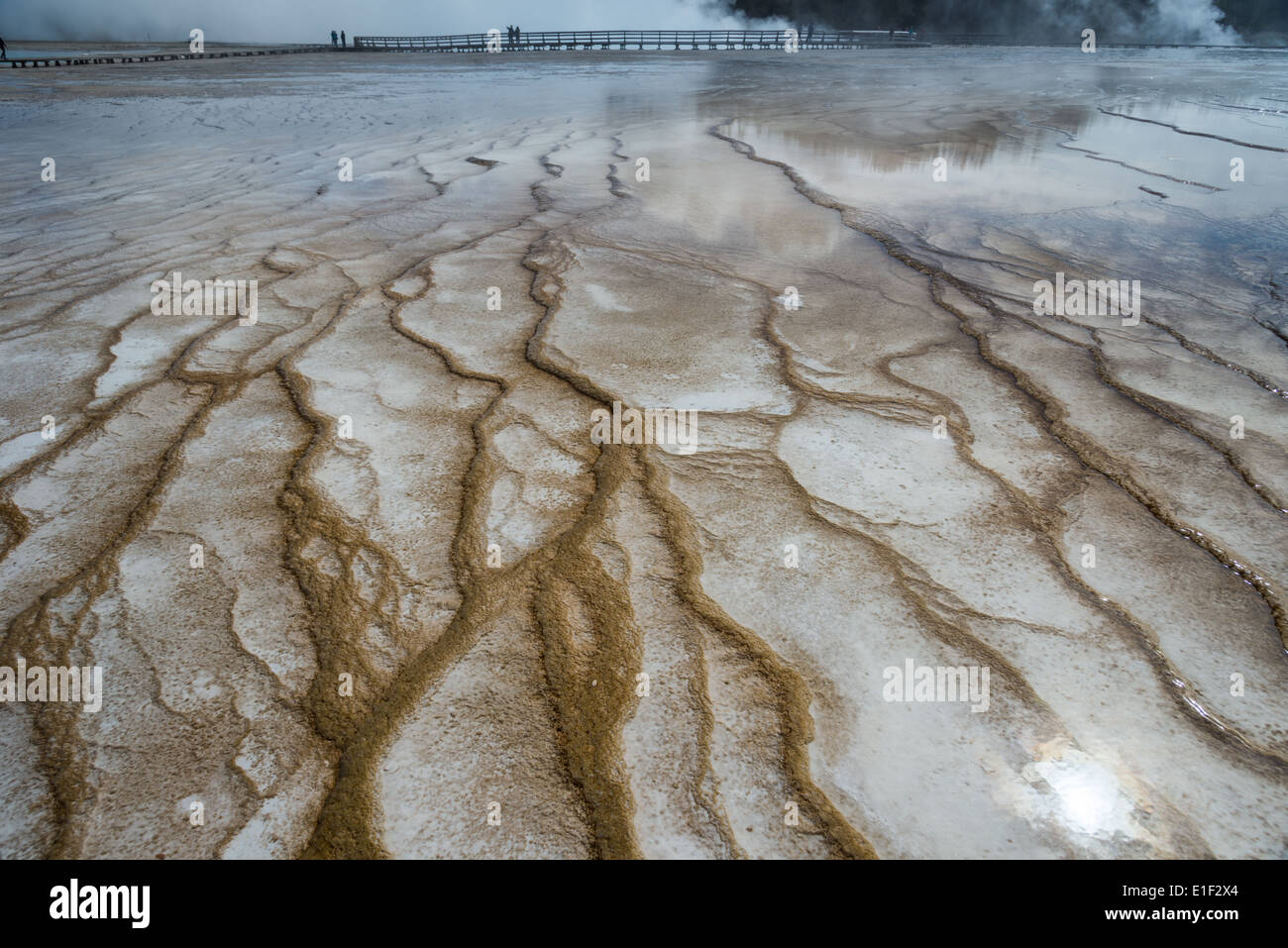 Les dépôts de carbonate de hot spring. Le Parc National de Yellowstone, Wyoming, USA. Banque D'Images