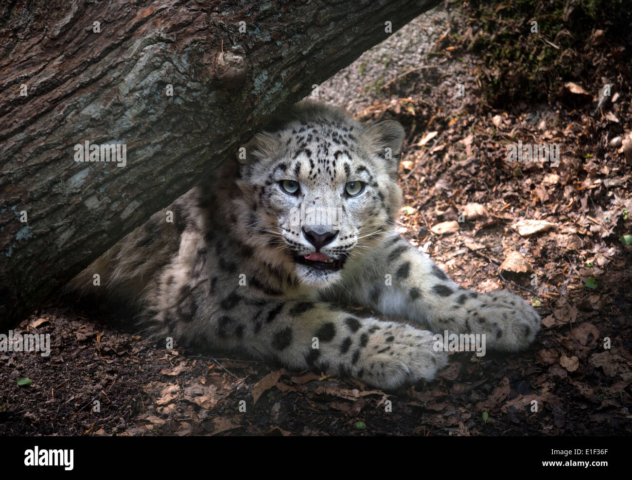 Les jeunes de peering snow leopard sous un arbre Banque D'Images