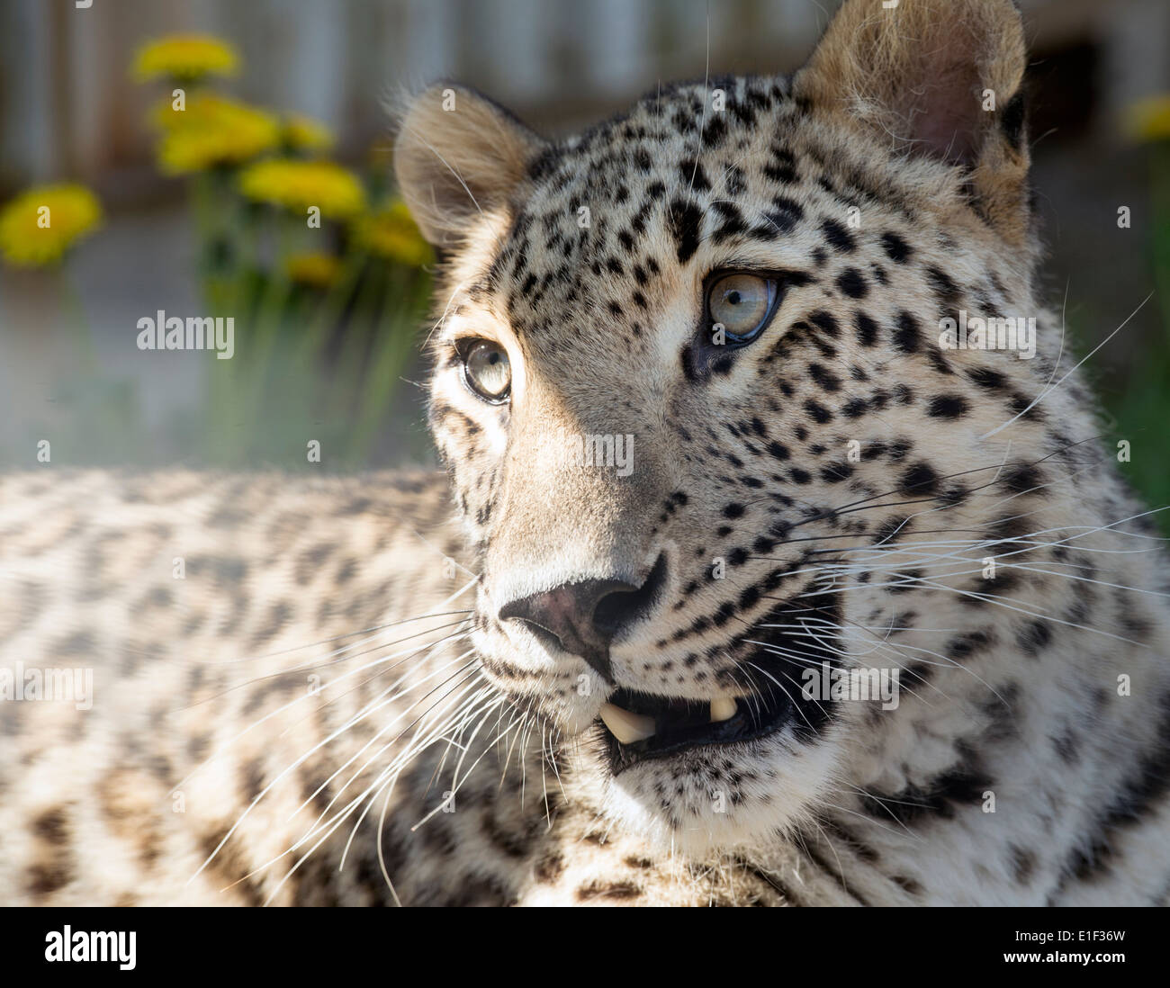 Persan mâle leopard (face shot) Banque D'Images