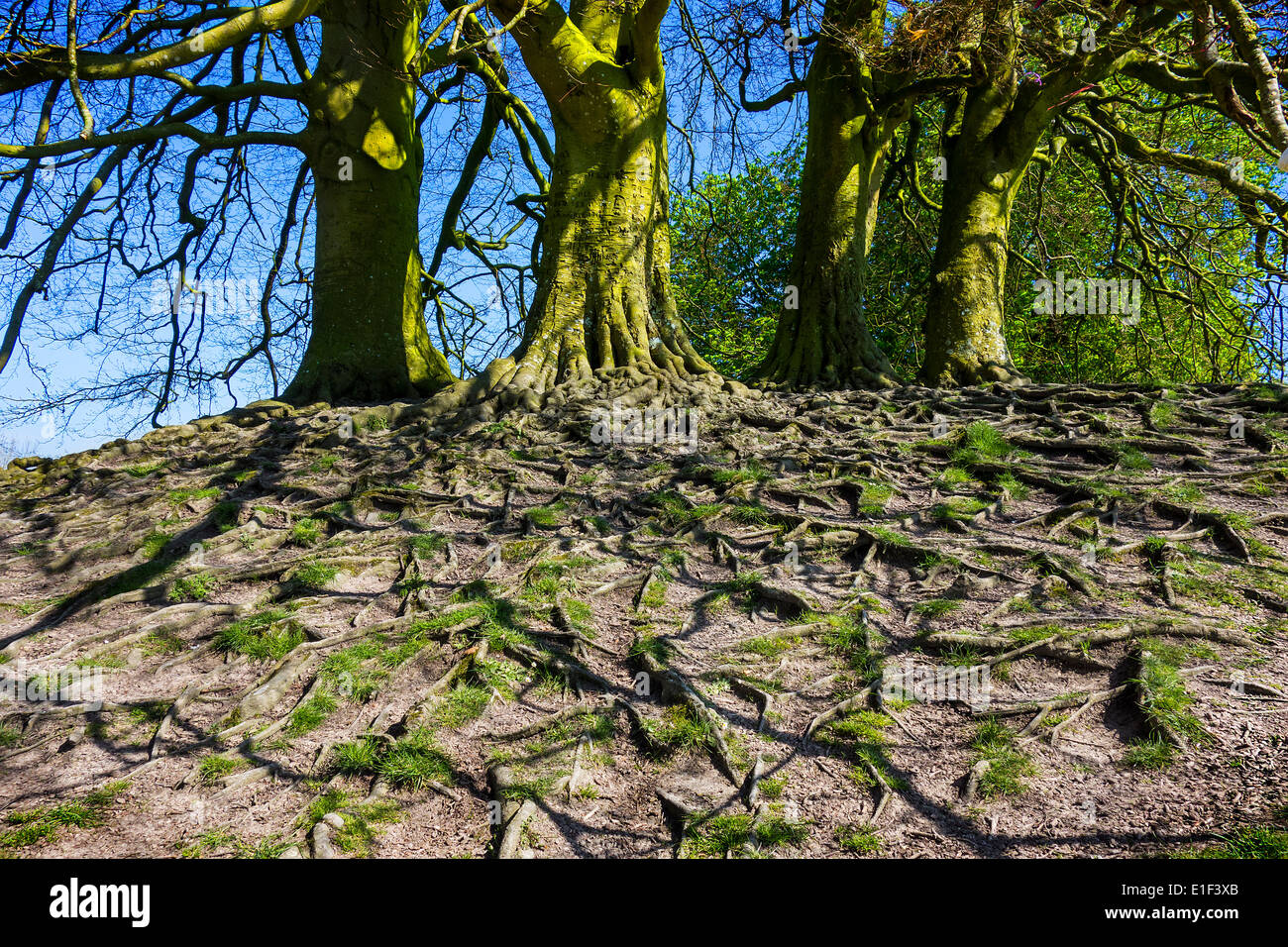 Exposés des racines des arbres causée par l'érosion des sols. Banque D'Images