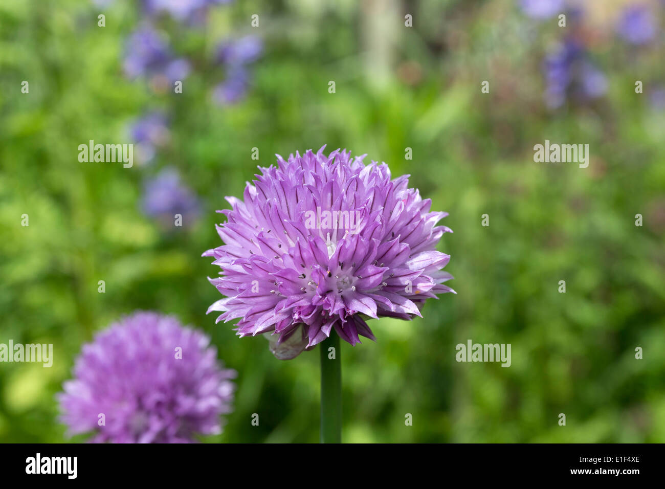La ciboulette Allium schoenoprasum Fleurs UK Banque D'Images