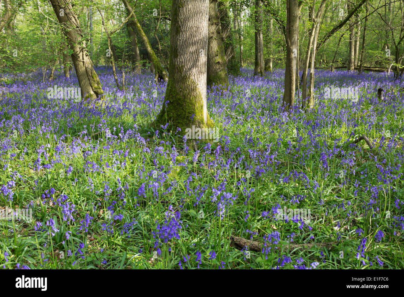 Bois Bluebell Banque D'Images