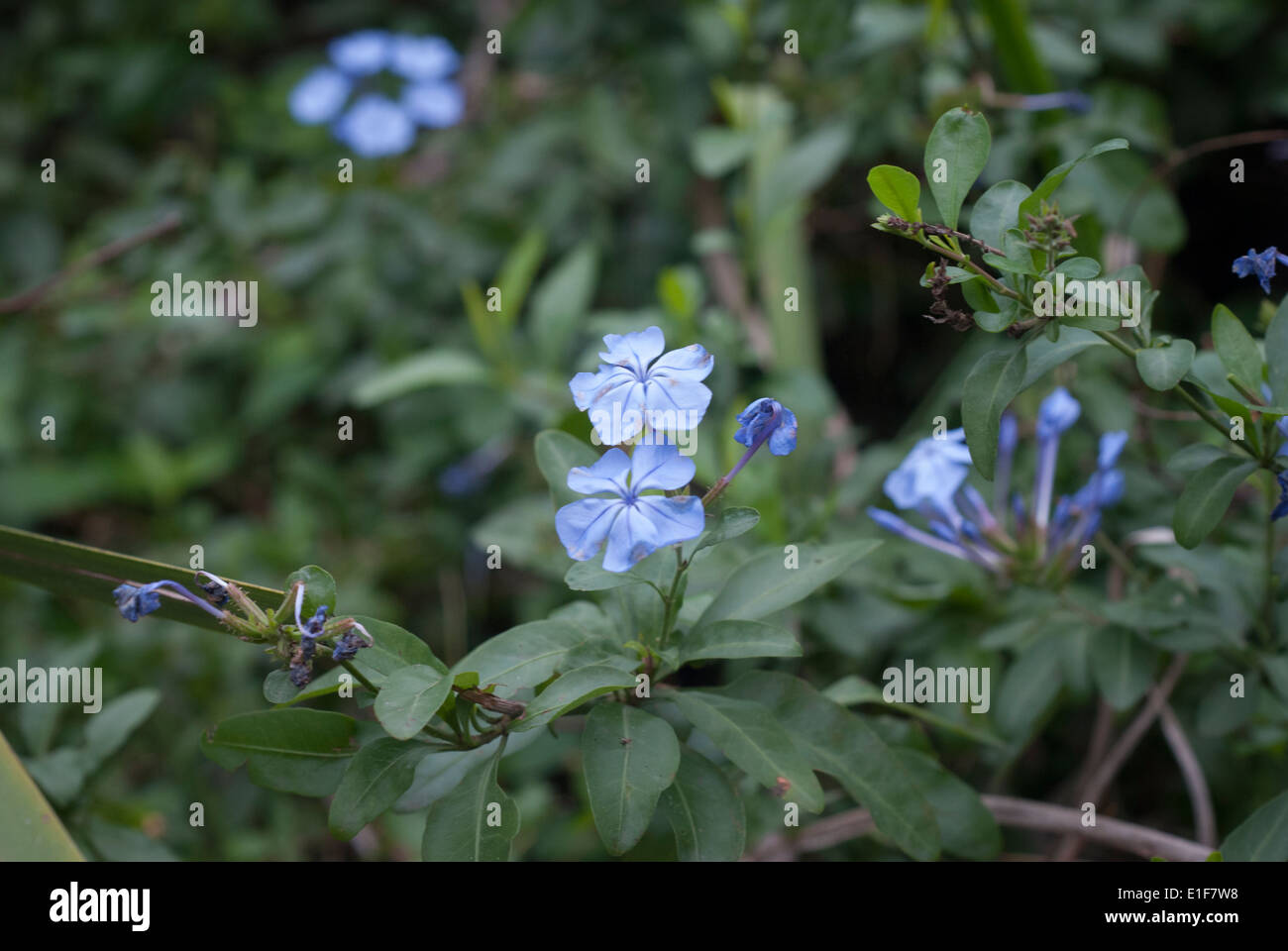 Fleurs vivaces Phlox Blue Moon Banque D'Images