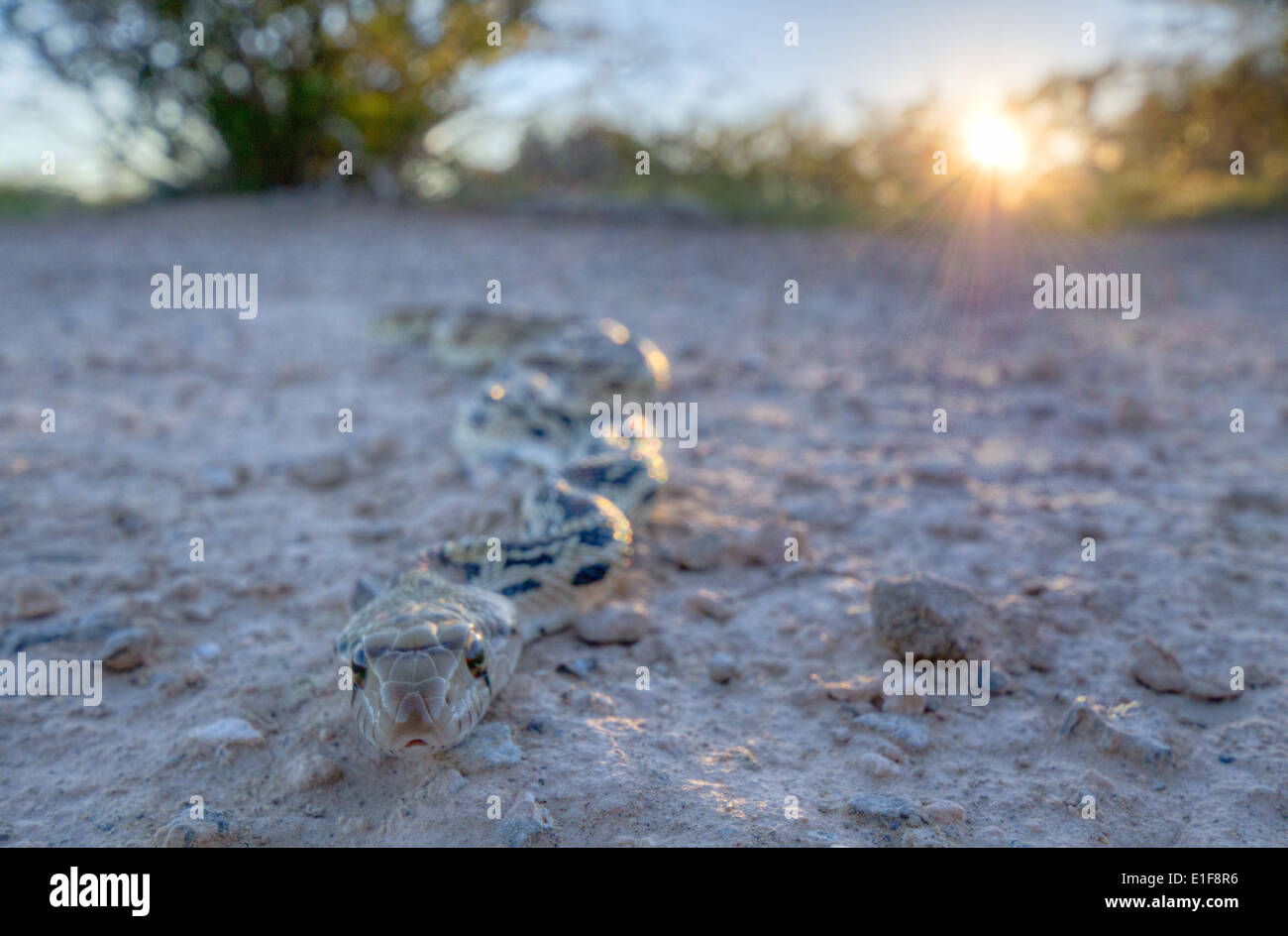 Couleuvre à Sonora, (Pituophis catenifer affinis), Socorro Co., New Mexico, USA. Banque D'Images