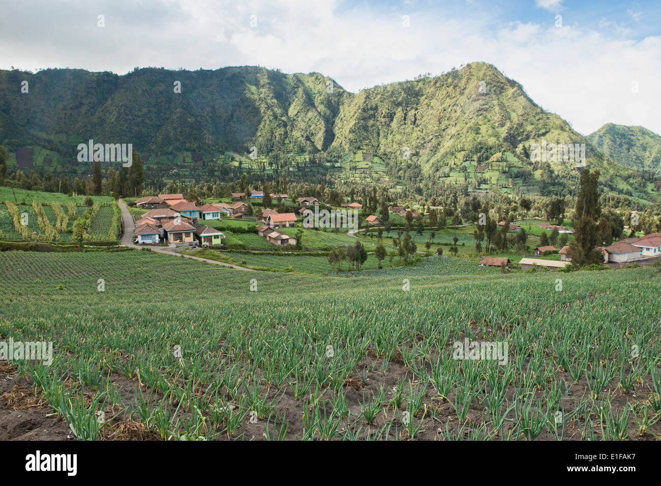 Oignon vert champs de Cemoro Lawang près du Mont Bromo, Java Est, Indonésie Banque D'Images