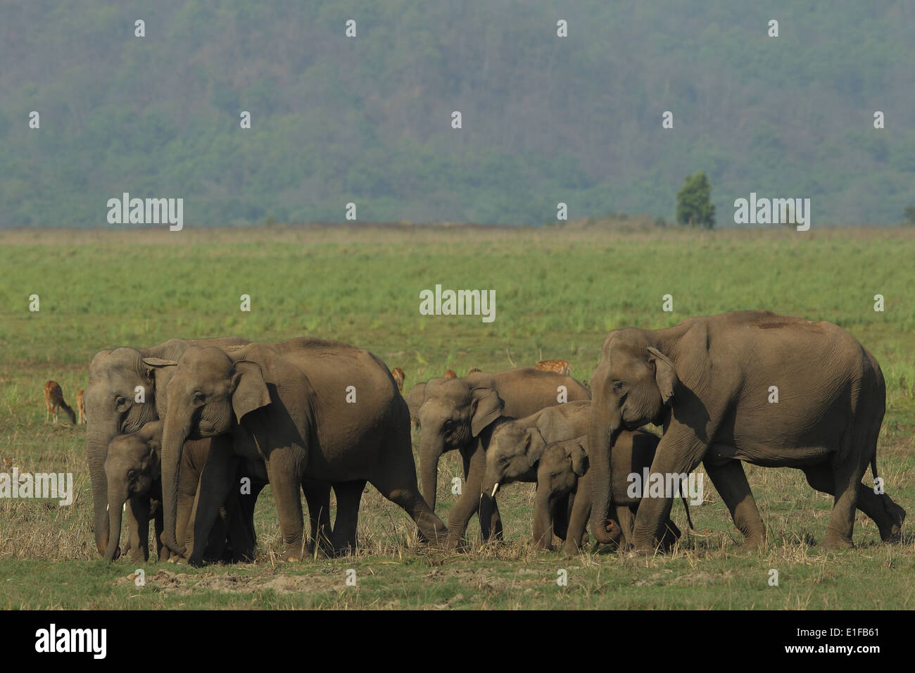 Troupeau d'éléphants dans le parc national de Corbett, Inde Banque D'Images